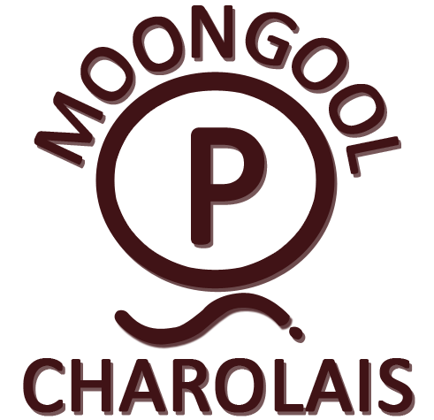 Moongool Charolais