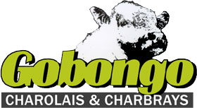 Gobongo Charolais